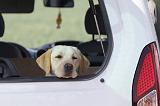 VOITURE - CAR 004